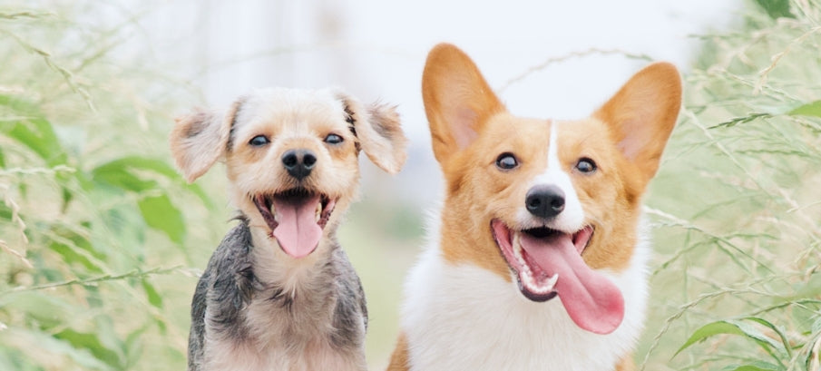 can cbd oil cause elevated liver enzymes in dogs