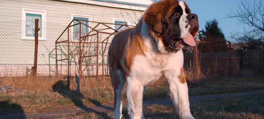 Cooking Oil Disposal in Saint Bernard, LA