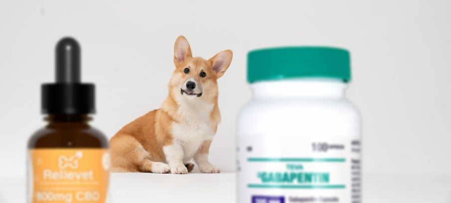 is gabapentin an anti inflammatory for dogs