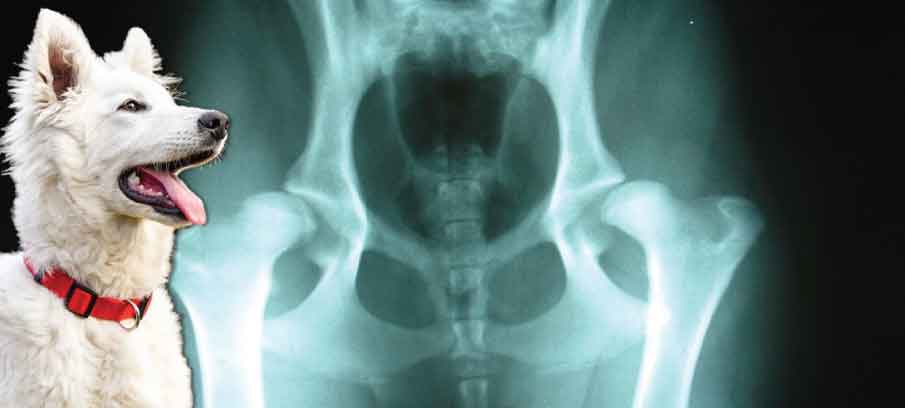 does cbd oil help with hip dysplasia in dogs