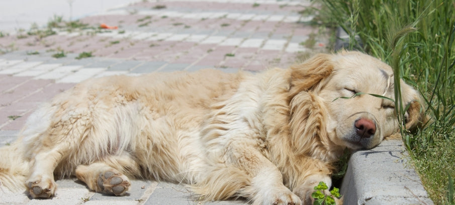 what does gabapentin do for dogs