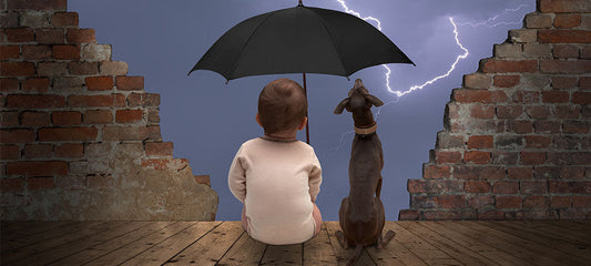 CBD Oil for Dogs in Thunderstorms