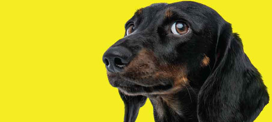 cbd-for-dogs-anxiety