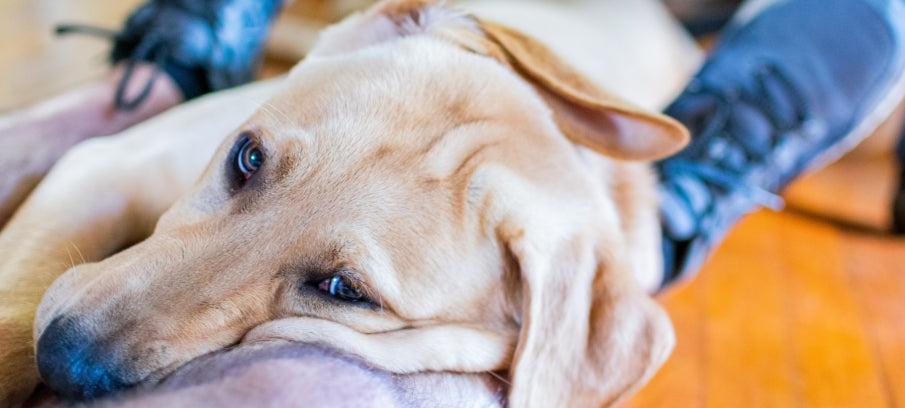 Is Melatonin Bad For Dogs 3 Things To Consider Relievet   Is Melatonin Bad For Dogs 