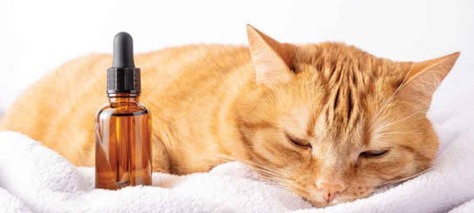 cbd-for-cats-with-cancer