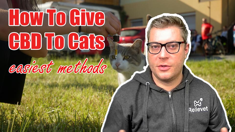 Load video: How To Use CBD For Cats
