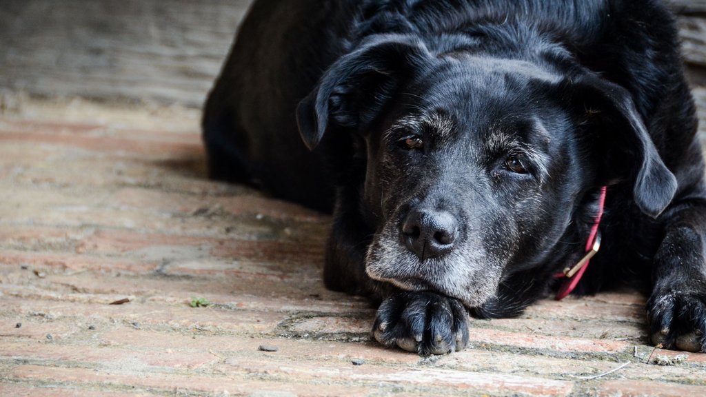 hemp oil for dogs seizures