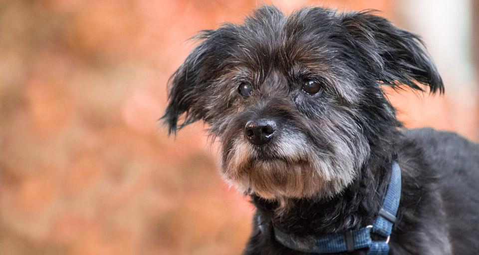 cbd oil for dogs with arthritis