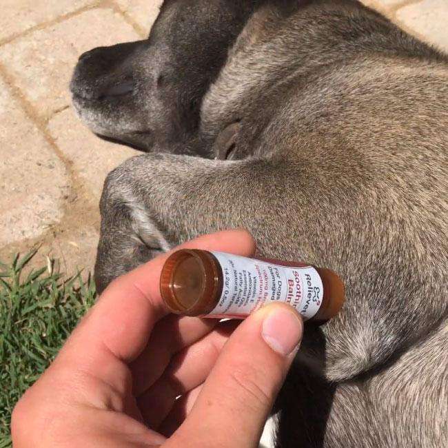CBD hot spot and itchy skin soothing balm for dogs elbow