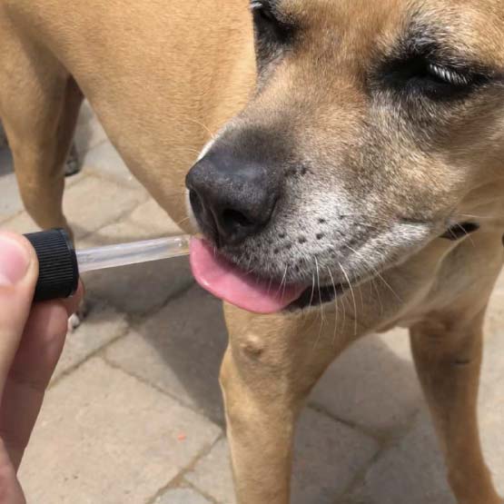 dog licking dropper