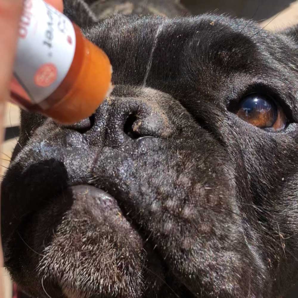 CBD hot spot and itchy skin soothing balm for dogs nose