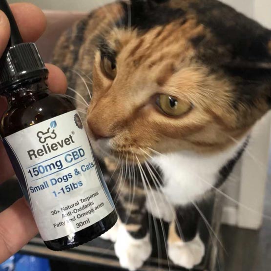 cat sniffing bottle