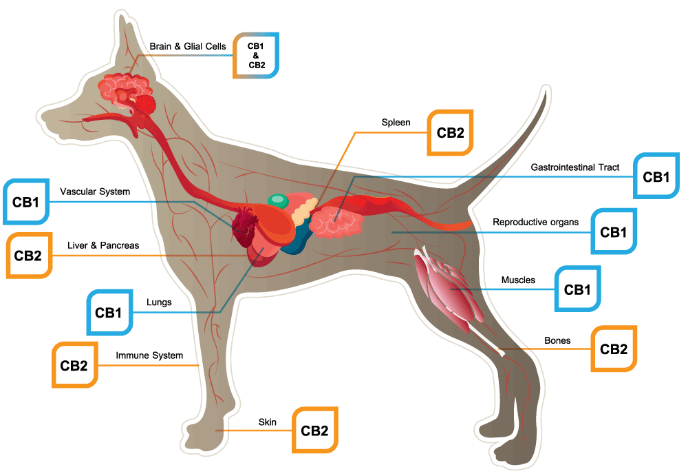 cbd dog treats ECS diagram
