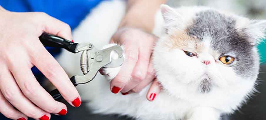 how to restrain a cat to clip nails