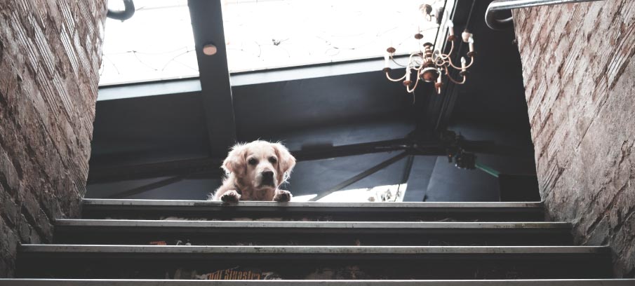 CBD for IVDD in Dogs