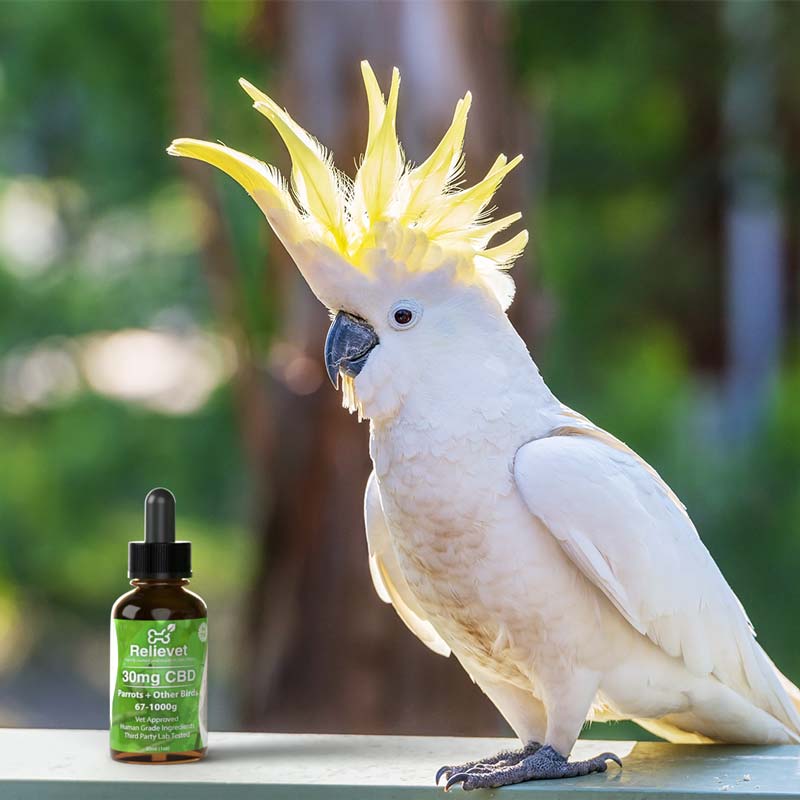 CBD Oil For Parrots, Cockatiels, and Conures
