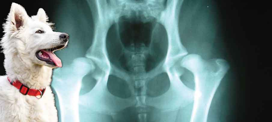 CBD for Dogs with Hip Dysplasia