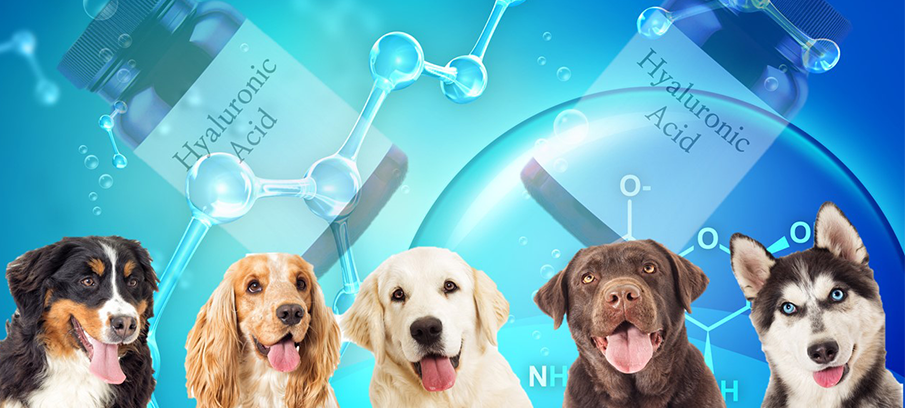 Hyaluronic Acid for Dogs