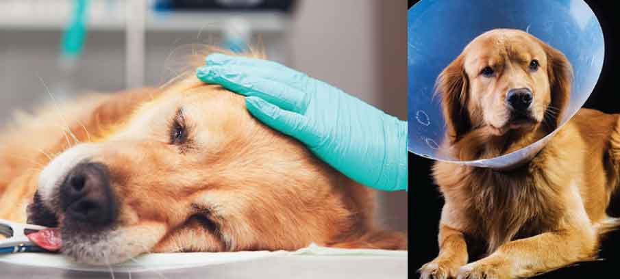will neutering a dog help with aggression
