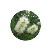 CBD hot spot and itchy skin soothing balm for dogs ingredient