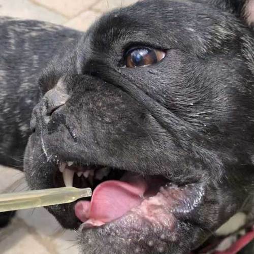 cbd for pets dropper