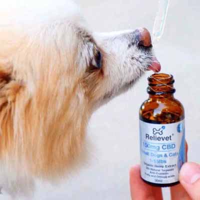 calming chews for dogs customer