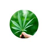 CBD hot spot and itchy skin soothing balm for dogs ingredient