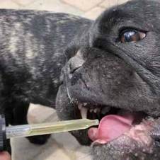cbd for pets customer