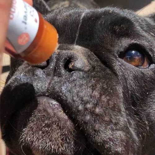cbd for pets dog nose