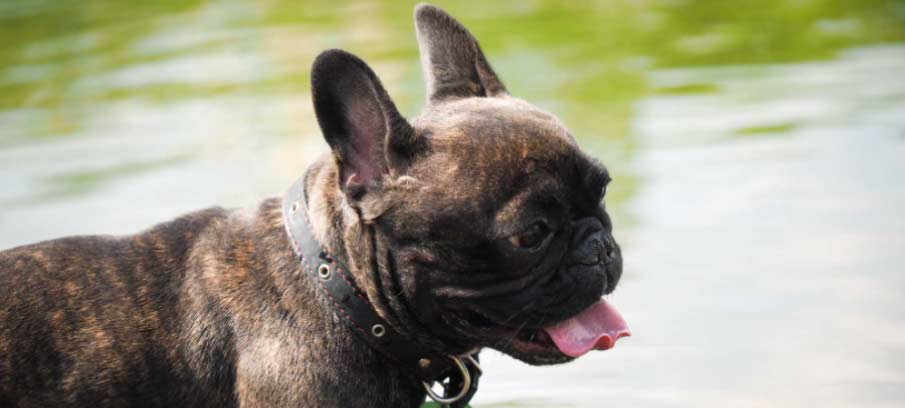Dog Breathing Problems Home Remedies
