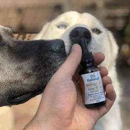 Topical CBD for dogs customer