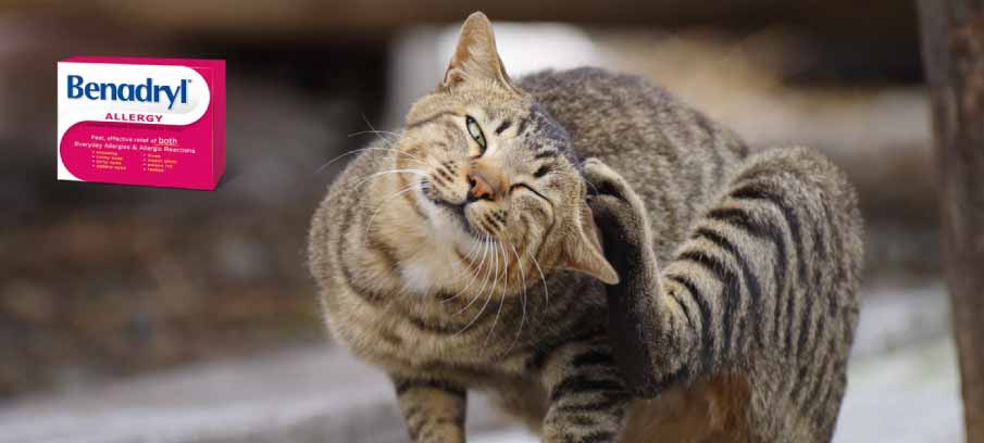 dosage-of-benadryl-for-cats-side-effects-and-alternatives