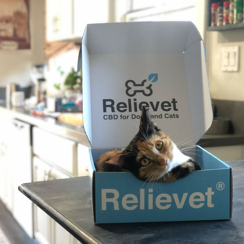 cbd oil for cats cbd oil for cats