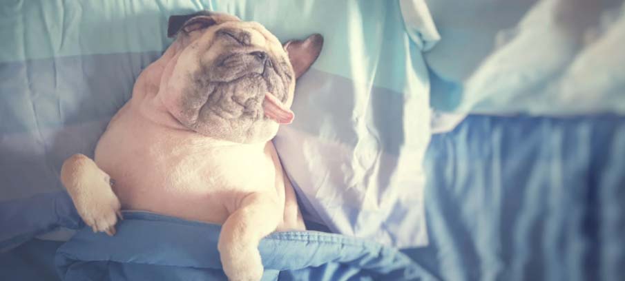 dog seizures while sleeping