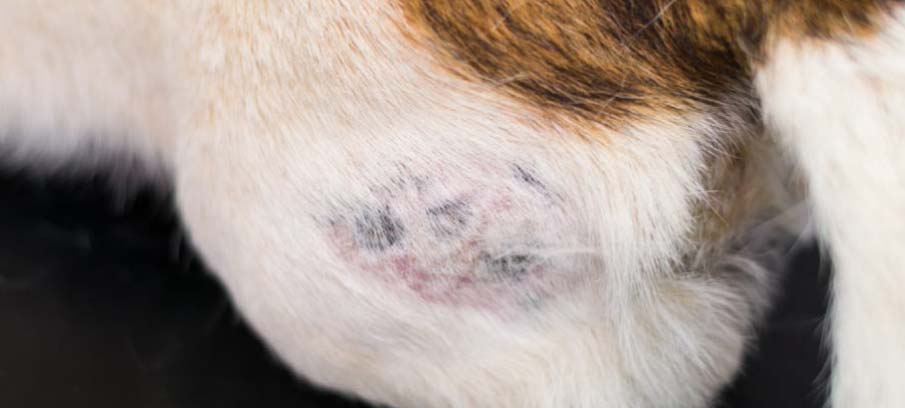 natural-remedies-for-hot-spots-on-dogs-treatment