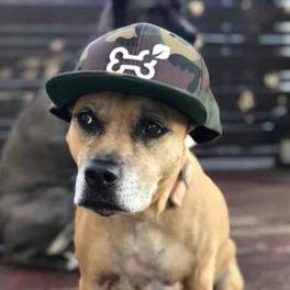 Topical CBD for dogs customer