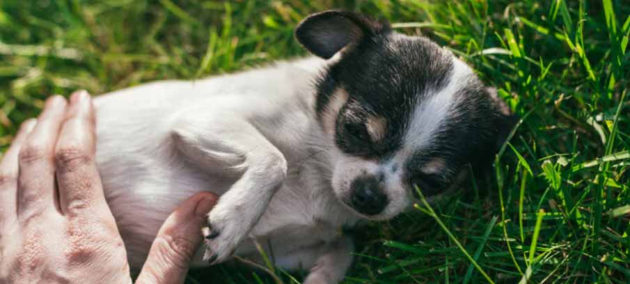 natural-treatment-for-dog-rash-on-groin-home-remedies