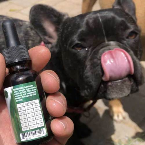 cbd for pets dosage