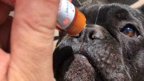 CBD hot spot and itchy skin soothing balm for dogs