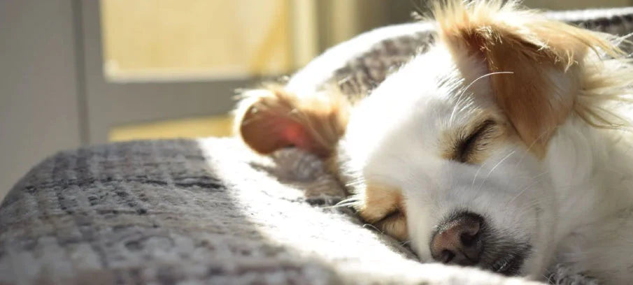 Sarcoma in Dogs