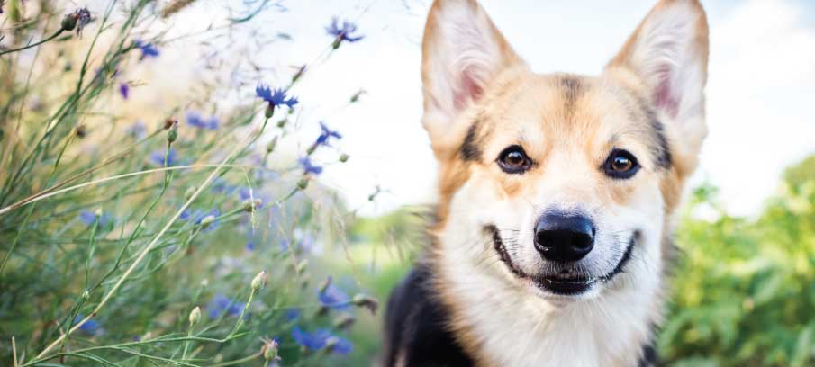 CBD for dog seizures 