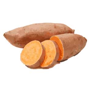 Sweet Potato