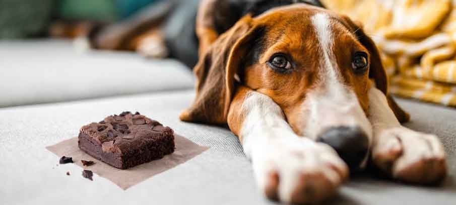 dogs and thc: is weed for dogs bad?