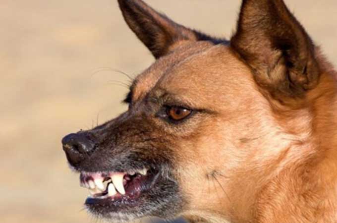 what does it mean when dogs ears are back