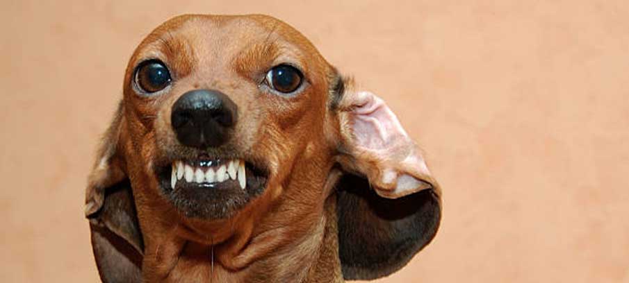what does it mean when dogs ears are back