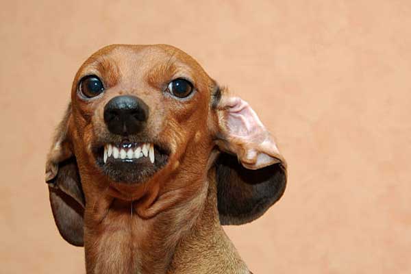 what does it mean when dogs ears are back